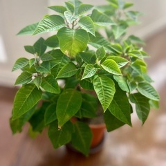 ポインセチア 観葉植物