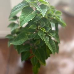 ポインセチア 観葉植物の画像