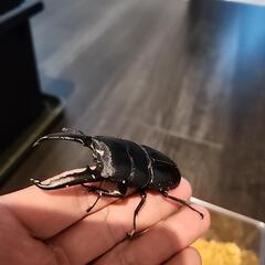 ツシマヒラタクワガタ　大型ペア　ケース付きの画像