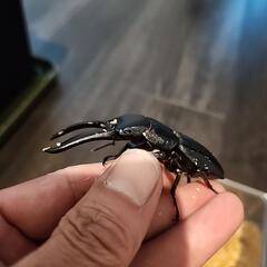 ツシマヒラタクワガタ　大型ペア　ケース付きの画像
