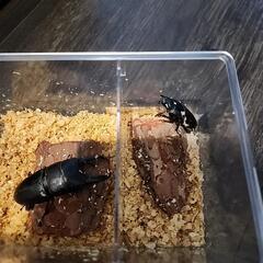 ツシマヒラタクワガタ　大型ペア　ケース付きの画像