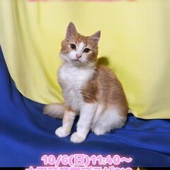 10/6(日)譲渡会。生後5か月ノルウェージャンフォレストキャッ...