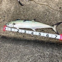 釣り仲間募集ー！