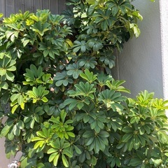 植物の画像