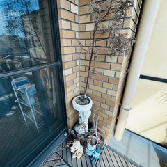 植物