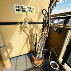 植物