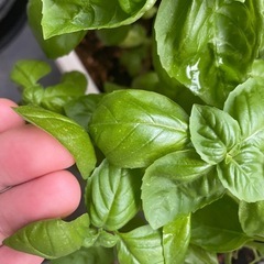 ［食用］スイートバジルの画像