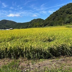 鳥取県産　ひとめぼれ新米　玄米３０ｋｇ 