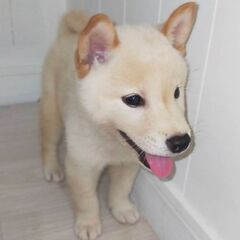 白豆柴　男の子