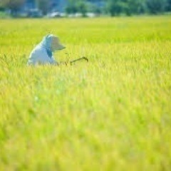 リピーター多数‼️令和6年新米5㌔