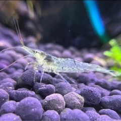 寒くなったら値上げ予定です！ ミナミヌマエビ もちろんサービスします！ ①の画像