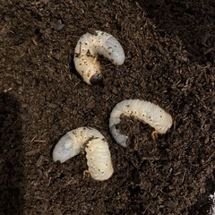 国産カブトムシ　幼虫