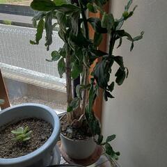 うちわサボテン:短毛丸子株