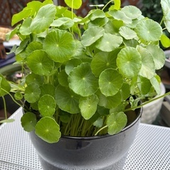 🐸🐝⑤陶器水草鉢付10ℓ🍄‍🟫ウォーターマッシュルーム大容量 各サイズ睡蓮鉢有❣️水鉢付¥５００円の画像