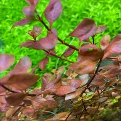 ルドウィジア5本の画像