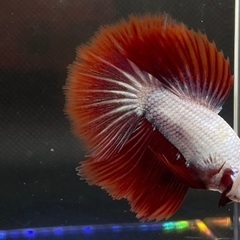 ハーフムーンベタ販売しますの画像