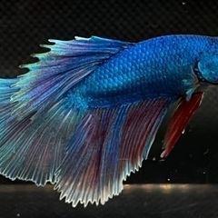 ハーフムーンベタ販売しますの画像