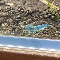 ターコイズシャドーシュリンプ　10匹の画像