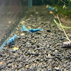 ターコイズシャドーシュリンプ　10匹の画像