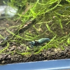 ターコイズシャドーシュリンプ　10匹の画像