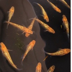夜桜💐【GOLD 】新.成魚.極上.夜桜メダカ【　⒌匹    】