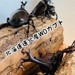 カブトムシ成虫、メスのみ