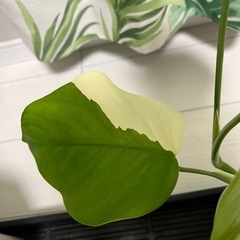 モンステラ　元斑入り