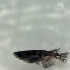 和墨メダカの画像