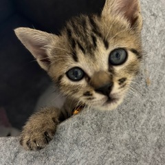 保護猫ちゃん(再投稿) - 市原市