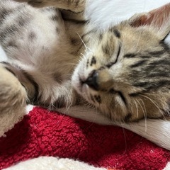 保護猫ちゃん(再投稿) − 千葉県