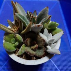 多肉植物寄せ植え（うぶ毛バージョン）の画像