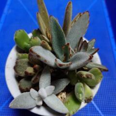 多肉植物寄せ植え（うぶ毛バージョン）