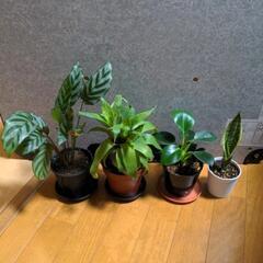 (受渡者決定)観葉植物4点セット