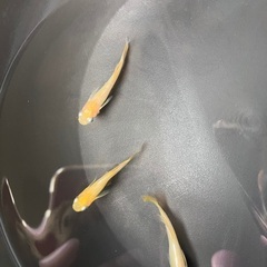 【取引中】組み合わせ自由 メダカ 稚魚 20匹セット 900円の画像