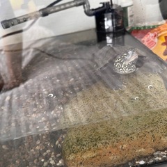 クサガメ