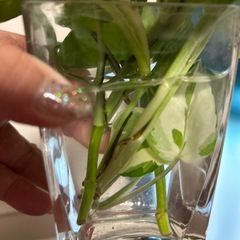 観葉植物　ポトス　グローバルグリーン　ゴールデンミックスの画像