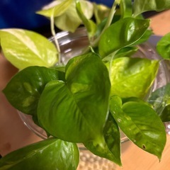 観葉植物　ポトス　グローバルグリーン　ゴールデンミックスの画像