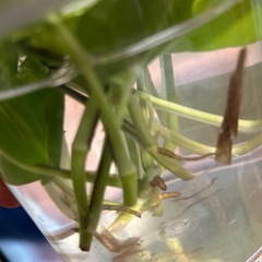 観葉植物　ポトス　グローバルグリーン　ゴールデンミックスの画像
