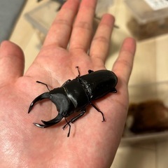 オオクワガタ　♂単品×2
