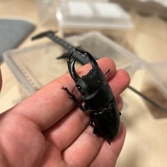 オオクワガタ　♂単品×2の画像