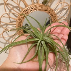 エアプランツ♡Tベルティナ