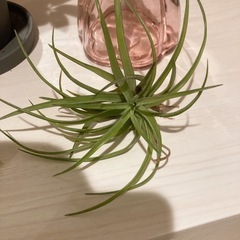 エアプランツ♡Tベルティナの画像