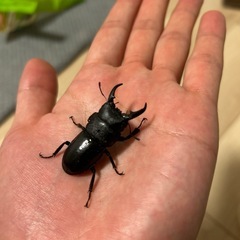 ヒラタクワガタ　ペア　
