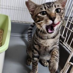 人慣れ、猫なれ、ウサギなれ、犬なれしてます✨たれ目がかわいいキジトラくん - 猫