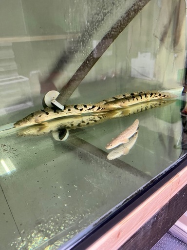 ポリプテルスデルヘジィ　エンドリ　アンソルギー