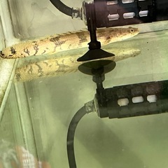 ポリプテルスデルヘジィ　エンドリ　アンソルギーの画像