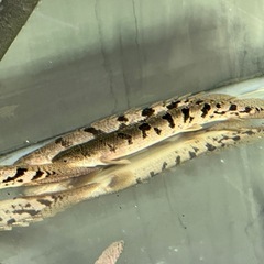 ポリプテルスデルヘジィ　エンドリ　アンソルギーの画像