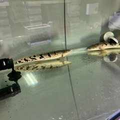 ポリプテルスデルヘジィ　エンドリ　アンソルギーの画像