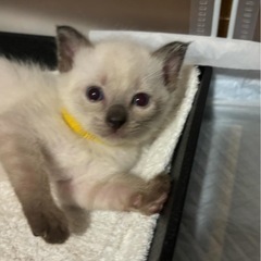 シャムミックスの男の子と黒猫の5きょうだい♡
