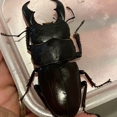 【即ブリ】サキシマヒラタ